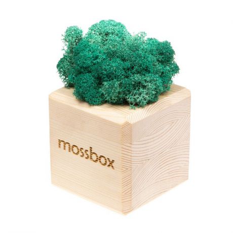 Сувенирный набор Эйфорд Композиция Мох в интерьере MossBox wooden moray cube, бежевый, синий, зеленый