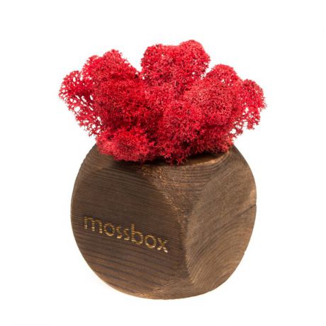 Сувенирный набор Эйфорд Композиция Мох в интерьере MossBox fire red dice, коричневый, красный