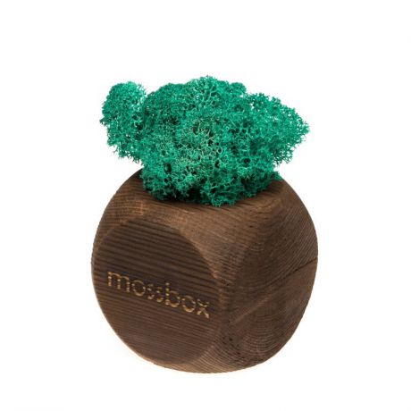 Сувенирный набор Эйфорд Композиция Мох в интерьере MossBox fire moray dice, коричневый, синий, зеленый