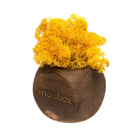 Сувенирный набор Эйфорд Композиция Мох в интерьере MossBox fire yellow dice, коричневый, желтый