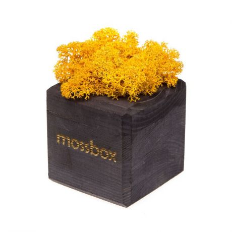 Сувенирный набор Композиция Мох в интерьере MossBox black yellow cube, желтый, черный