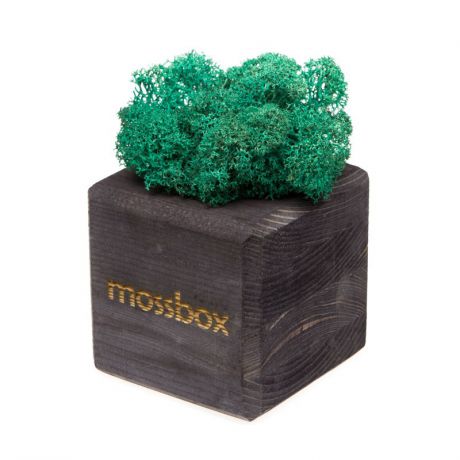 Сувенирный набор ЭЙФОРД Композиция Мох в интерьере MossBox black moray cube, черный, бирюзовый