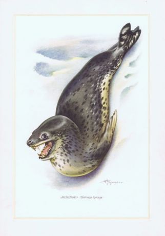Гравюра Kronen-V Морской леопард. Офсетная литография. Германия, Гамбург, 1958 год