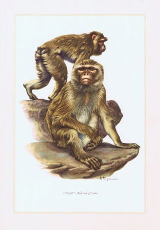 Гравюра Kronen-V Магот, или берберская обезьяна. Офсетная литография. Германия, Гамбург, 1958 год