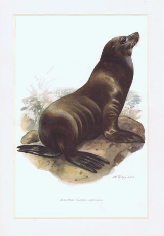 Гравюра Kronen-V Калифорнийский морской лев. Офсетная литография. Германия, Гамбург, 1958 год