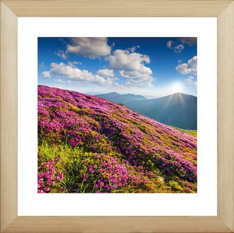 Картина Postermarket "Розовые рододендроны в горах", 40 х 40 см