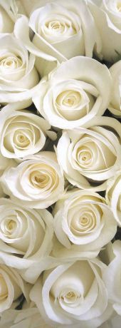 Фотообои Milan "Белые розы", текстурные, 100 х 270 см