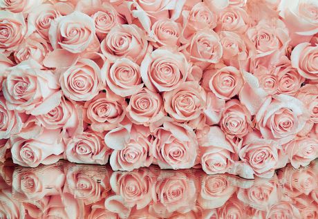 Фотообои Postermarket "Розовые розы", 368 x 254 см