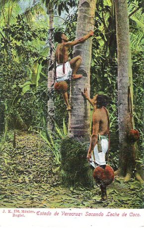 Почтовая открытка "Estado de Veracruz: Sacando Leche de Coco. #176". Мексика, начало ХХ века