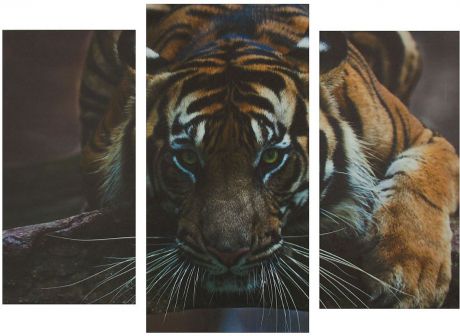 Картина Сюжет "Тигр", модульная, 1259771, 60 х 100 см