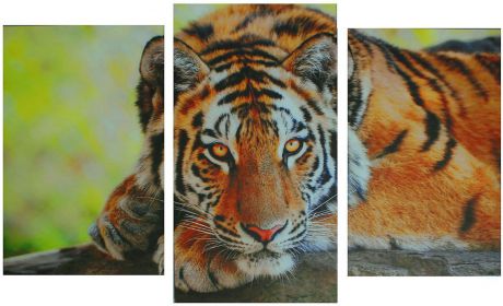 Картина Сюжет "Тигр", модульная, 1722608, 100 х 60 см