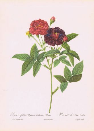 Гравюра Пьер-Жозеф Редуте Галльская пурпурная шелковая роза. Офсетная литография. Англия, Лондон, 1956 год
