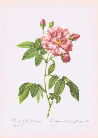 Гравюра Пьер-Жозеф Редуте Французская разноцветная роза. Офсетная литография. Англия, Лондон, 1956 год