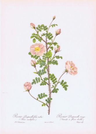 Гравюра Пьер-Жозеф Редуте Мелколистная красная роза. Офсетная литография. Англия, Лондон, 1956 год