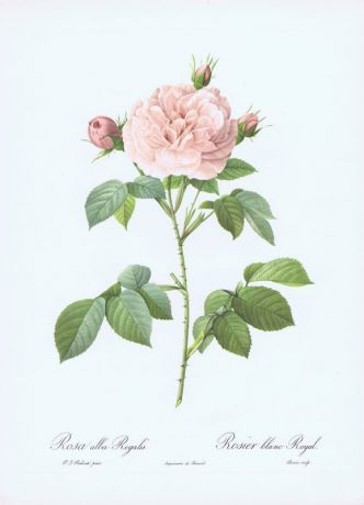 Гравюра Пьер-Жозеф Редуте Королевская белая роза. Офсетная литография. Англия, Лондон, 1959 год