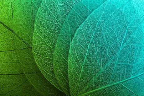 Картина Экорамка Тонкие зеленые листья, Холст