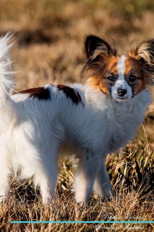 Live Positivity Papillon Affirmations Workbook Papillon Presents. Positive and Loving Affirmations Workbook. Includes: Mentoring Questions, Guidance, Supporting You.