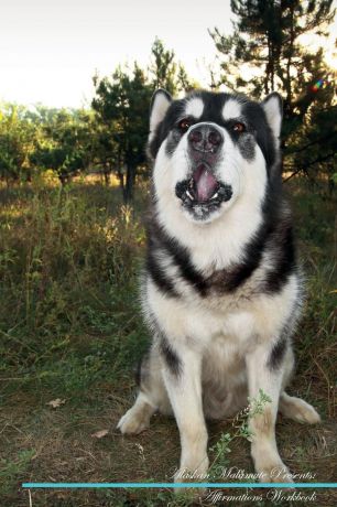 Live Positivity Alaskan Malamute Affirmations Workbook Alaskan Malamute Presents. Positive and Loving Affirmations Workbook. Includes: Mentoring Questions, Guidance, Supporting You.