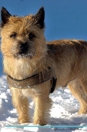 Live Positivity Cairn Terrier Affirmations Workbook Cairn Terrier Presents. Positive and Loving Affirmations Workbook. Includes: Mentoring Questions, Guidance, Supporting You.