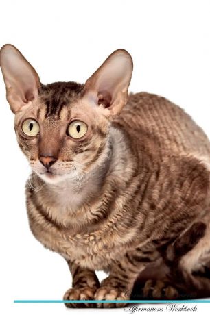 Live Positivity Cornish Rex Affirmations Workbook Cornish Rex Presents. Positive and Loving Affirmations Workbook. Includes: Mentoring Questions, Guidance, Supporting You.
