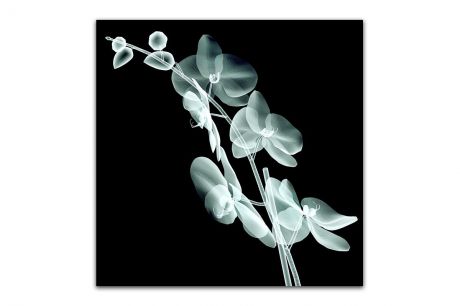 Постер Картиномания "Орхидеи в рентгене" 40 х 40 см, Дерево, Холст