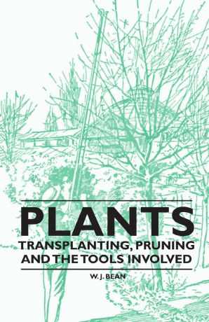 W. J. Bean Plants - Transplanting, Pruning and the Tools Involved