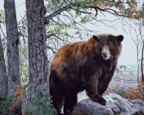 Набор для рисования по номерам Цветной "Бурый медведь", 50 х 40 см
