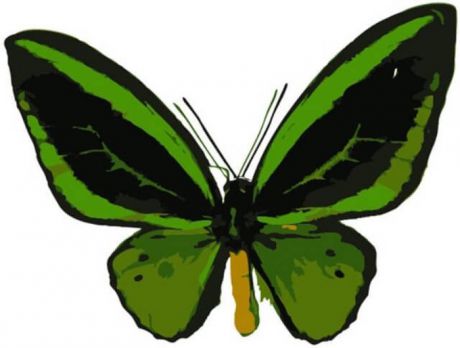 Набор для рисования по номерам Цветной "Бабочка Орнитоптера приам", 20 x 30 см