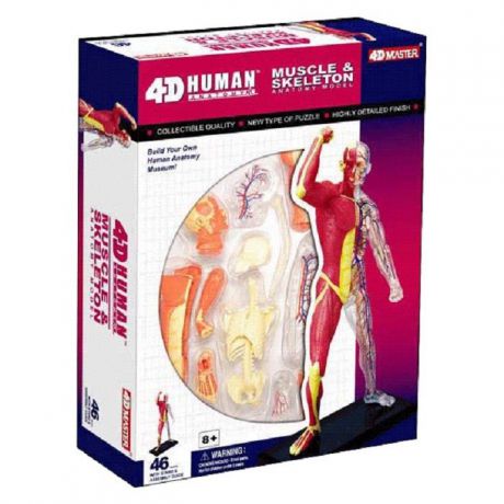 Набор для опытов 4D Master Объемная анатомическая модель Скелет человека с мышцами