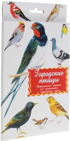 Маленький гений-Пресс Обучающие карточки Городские птицы