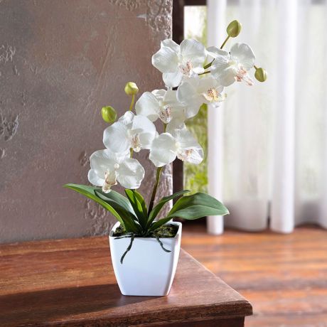 Декоративное растение "Орхидея в горшке"