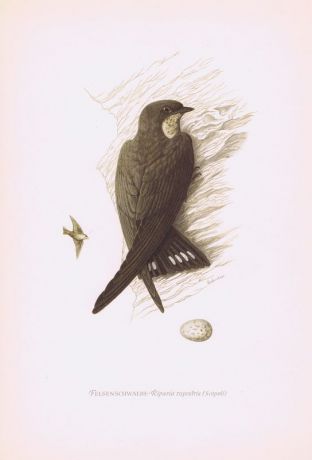 Гравюра Kronen-V Птицы. Скалистая ласточка. Офсетная литография. Германия, Гамбург, 1953 год, 20-001-119