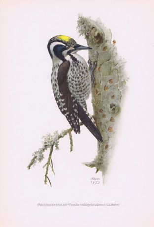 Гравюра Kronen-V Птицы. Трёхпалый дятел, или желтоголовый дятел. Офсетная литография. Германия, Гамбург, 1953 год, 20-001-126