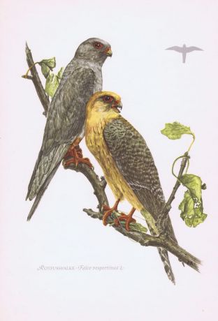 Гравюра Kronen-V Хищные птицы. Сокол кобчик. Офсетная литография. Германия, Гамбург, 1953 год, 20-001-148