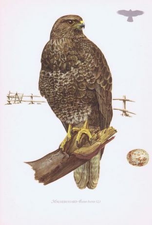 Гравюра Kronen-V Хищные птицы. Обыкновенный канюк, или сарыч. Офсетная литография. Германия, Гамбург, 1953 год, 20-001-153