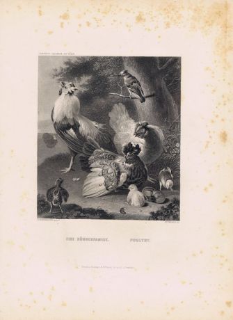 Гравюра Уильям Френч Куриная семья (петух, куры, цыплята). Офорт. США, Бостон, 1873 год