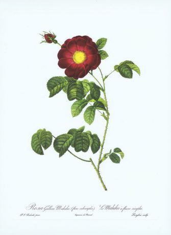 Гравюра Пьер-Жозеф Редуте Галльская роза Махека. Офсетная литография. Германия, Штутгарт, 1963 год