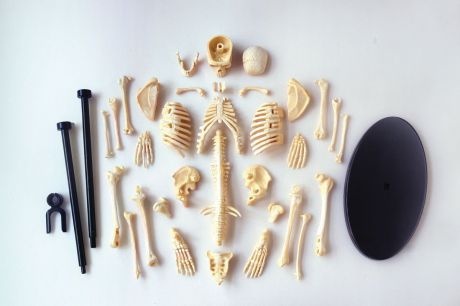 Набор для опытов и экспериментов Edu-Toys Education "Анатомический набор: скелет", SK057, разноцветный