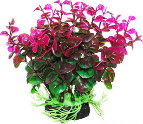 Растение для аквариума Уют "Бакопа зелено-фиолетовая", высота 12 см