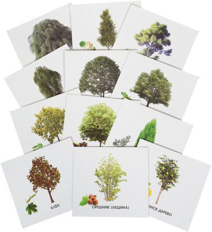Улыбка Обучающие карточки Деревья России