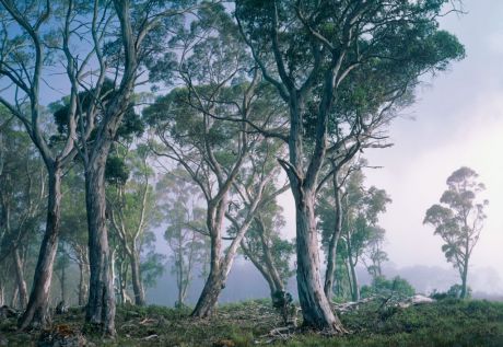Фотообои Komar "Фантастический лес", 3,68 х 2,54 м