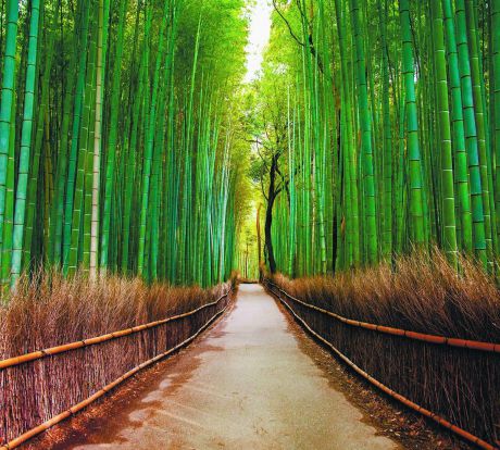 Фотообои Milan "Бамбуковая роща", текстурные, 300 х 270 см