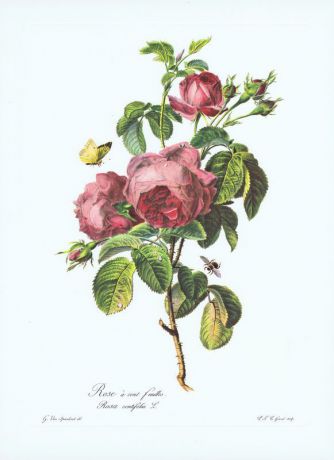 Гравюра Херард ван Спаендонк Столистная роза с бабочкой. Офсетная литография. Германия, Штутгарт, 1963 год