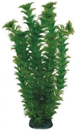 Растение Hagen Laguna Амбулия зеленая для аквариума (200 мм)