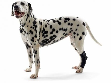 Протектор скакательного сустава Kruuse Rehab hock protector для собак (L)