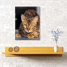 Сирень Картина "Бенгальский кот", 40*60 см