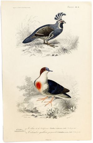 Гравюра с ручной раскраской. Птицы. Лист 6. Франция около 1840 г