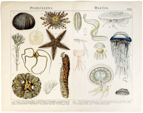 Гравюра Обитатели моря. Лист XXIX. Хромолитография. Германия 1886 год