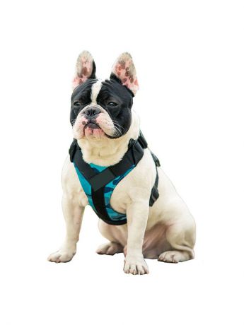 Шлейка Pets & Friends ошейник для собак голубой под грудь, размер M PF-DHF-03, голубой