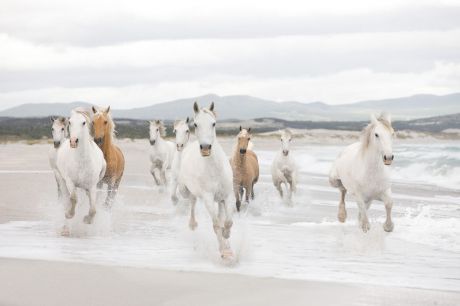 Фотообои Komar "Белые лошади", 3,68 х 2,54 м